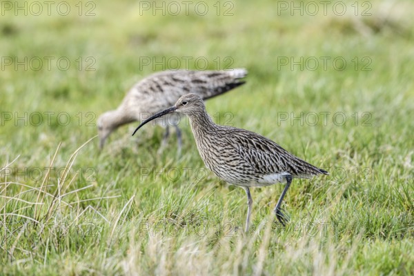 Two curlews (Numenius arquata) on a green meadow with a long, curved bill, Dümmer nature park Park, Lower Saxony, Germany