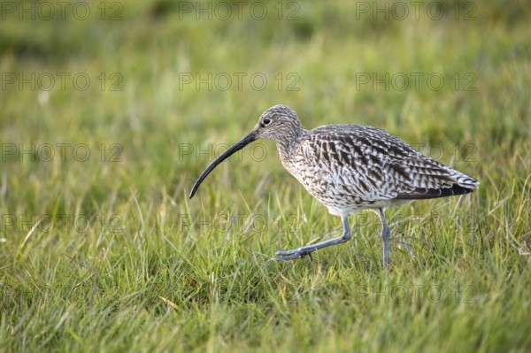 Curlew (Numenius arquata) walking on a green meadow with a long, curved beak, Dümmer nature park Park, Lower Saxony, Germany