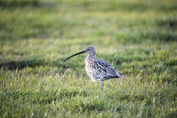 A curlew (Numenius arquata) in the grass with its typical long beak, Dümmer nature park Park, Lower Saxony, Germany