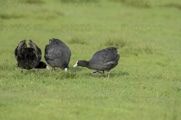 Three coots Coots (Fulica atra) on a wet meadow, Dümmer nature park Park, Lower Saxony, Germany