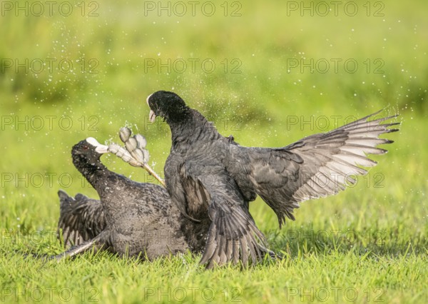 Two coots Coots (Fulica atra) fight a dramatic battle on a wet meadow with water droplets splashing in all directions, Dümmer nature park Park, Lower Saxony, Germany