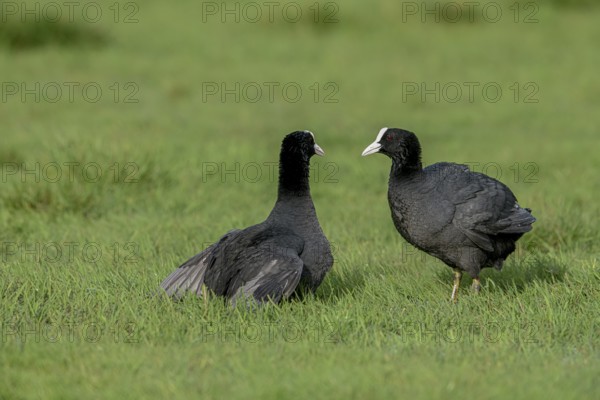 Two coots Coots (Fulica atra) facing each other in front of a territorial fight on a wet meadow, Dümmer nature park Park, Lower Saxony, Germany