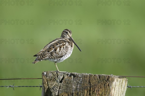 Common snipe (Gallinago gallinago), sitting on fence post, pasture fence, Dümmer nature park Park, Lower Saxony, Germany