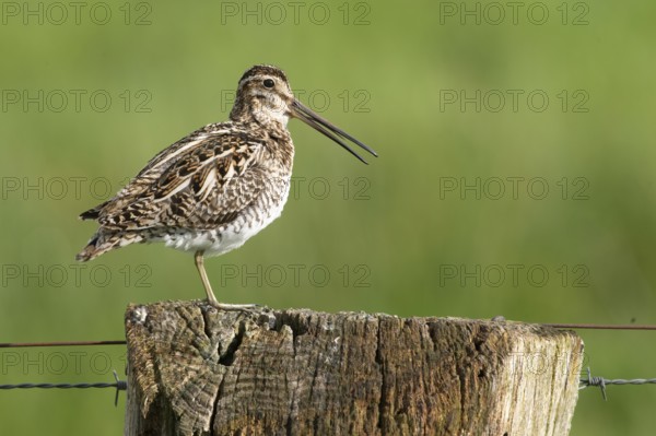 Common snipe (Gallinago gallinago), calling on fence post, pasture fence, Dümmer nature park Park, Lower Saxony, Germany