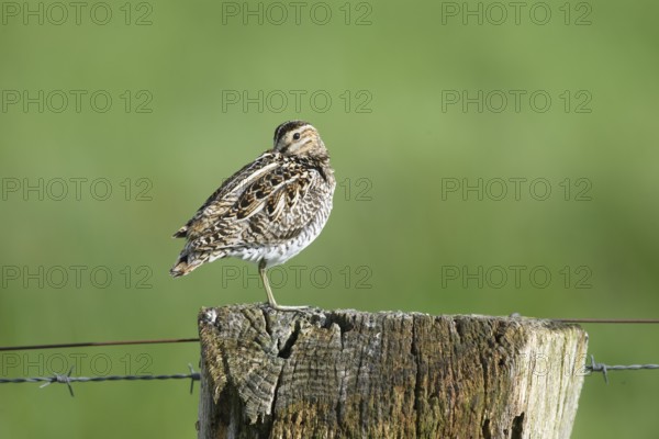 Common snipe (Gallinago gallinago), standing on fence post, pasture fence, Dümmer nature park Park, Lower Saxony, Germany