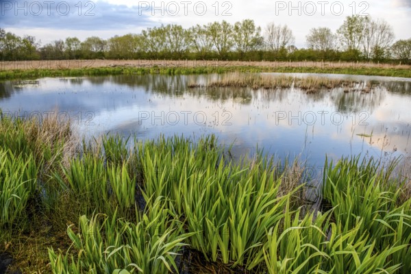 A quiet pond with dense vegetation and reflections in the water, Dümmer lowlands, Lower Saxony, Germany