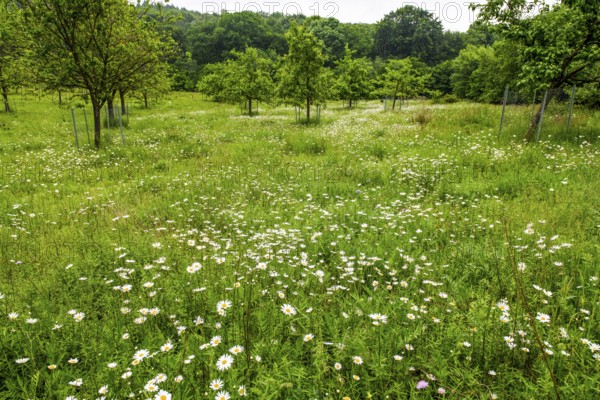 Orchard meadow with trees in the background on a spring day with daisies (Leucanthemum) and trees in a green, natural environment, Damme, Dümmerniederung, Lower Saxony, Germany