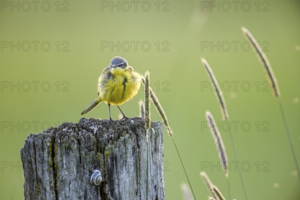 A yellow wagtail (Motacilla flava) with yellow plumage fluffs its feathers on a wooden post, Dümmerniederung, Lower Saxony, Germany