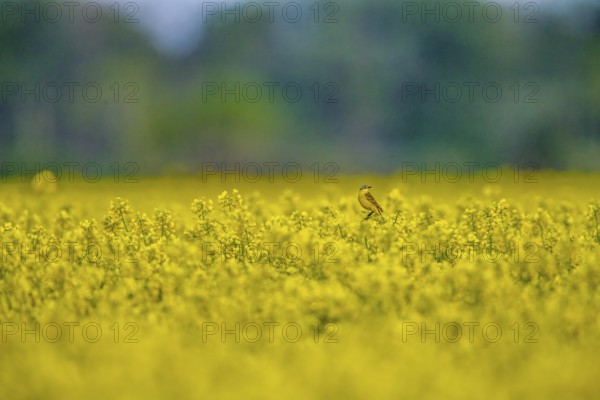 A yellow wagtail (Motacilla flava) with yellow plumage sits in a bright yellow flowering rape field, Dümmerniederung, Lower Saxony, Germany