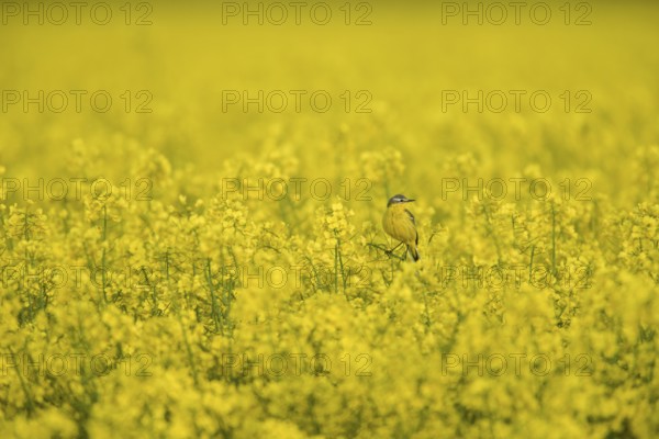 Yellow wagtail (Motacilla flava) in extensive yellow rape field with calm background, Dümmerniederung, Lower Saxony, Germany