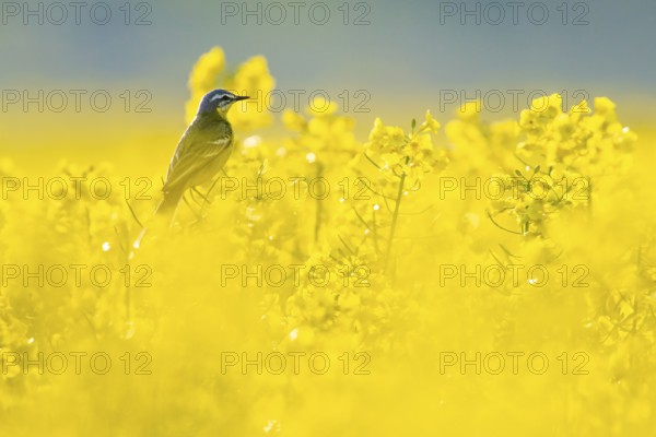 Yellow wagtail (Motacilla flava) between bright yellow rape flowers in soft light, Dümmerniederung, Lower Saxony, Germany