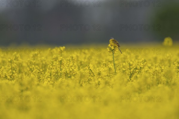 Yellow wagtail (Motacilla flava) sitting on a yellow rape plant in a flowering field under a grey sky, Dümmerniederung, Lower Saxony, Germany