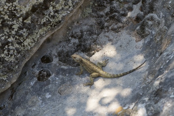 Lizard basking in the shade on a rocky ground, lizard, Caucasus Agame (Paralaudakia caucasia), Inner Kartlia region, Shida Kartli, Georgia