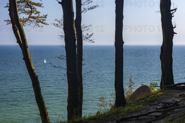 View of the Baltic Sea from chalk cliffs in Jasmund National Park on Rügen, Sassnitz, Rügen, Mecklenburg-Western Pomerania, Germany