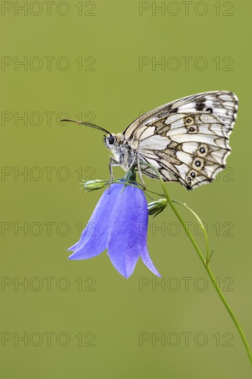 Checkerspot butterfly (Melanargia galathea) on bellflower (Campanula), Bad Münstereifel, North Rhine-Westphalia, Germany