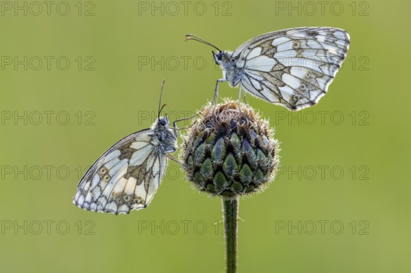 Checkerspot butterfly (Melanargia galathea), Bad Münstereifel, North Rhine-Westphalia, Germany