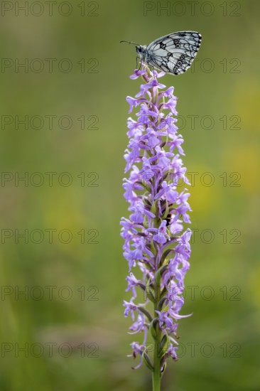 Checkerspot butterfly (Melanargia galathea) on Gymnadenia conopsea, Bad Münstereifel, North Rhine-Westphalia, Germany