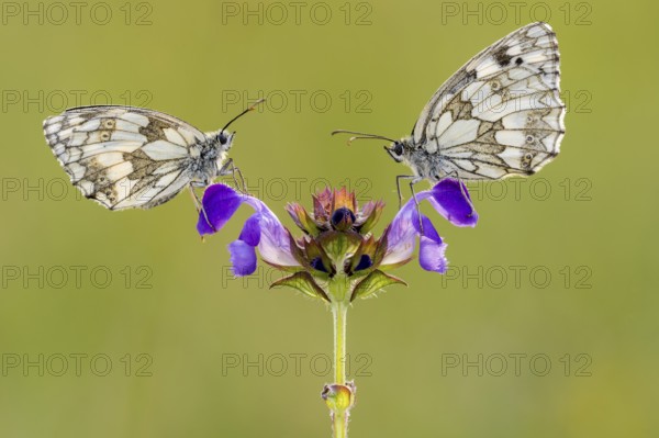 Checkerspot butterfly (Melanargia galathea) on Large Self-heal (Prunella grandiflora), Bad Münstereifel, North Rhine-Westphalia, Germany
