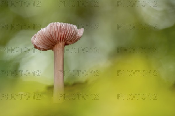 Lilac bonnet (Mycena pura), Ahlhorn, Lower Saxony, Germany