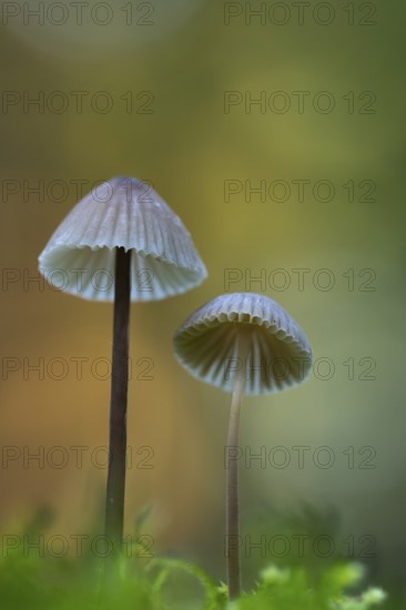Mycena metata, Pilz, Ahlhorn, Lower Saxony, Germany