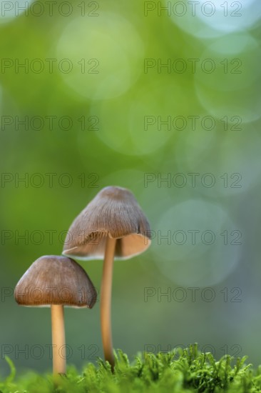 Pinnate shortling or pinnate fibreling (Psathyrella candolleana), Ahlhorn, Lower Saxony, Germany
