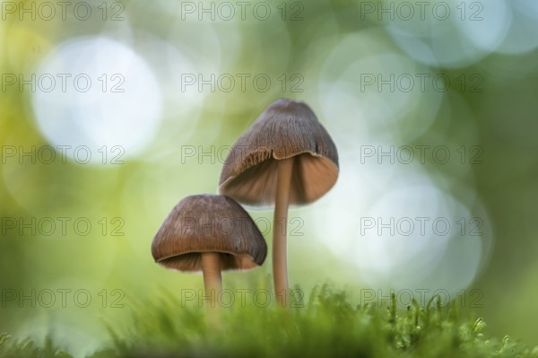 Pinnate shortling or pinnate fibreling (Psathyrella candolleana), Ahlhorn, Lower Saxony, Germany