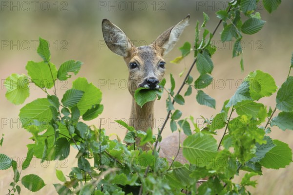 Female roe deer (Capreolus capreolus) in a meadow, grazing on a leaf, feeding, browsing, Vechta, Lower Saxony, Germany