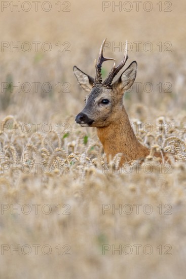 Roebuck (Capreolus capreolus) in wheat, Vechta, Lower Saxony, Germany