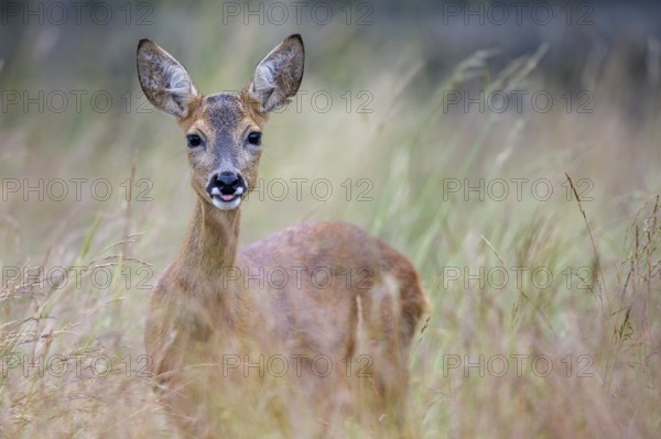 Female roe deer (Capreolus capreolus) in a meadow, Vechta, Lower Saxony, Germany