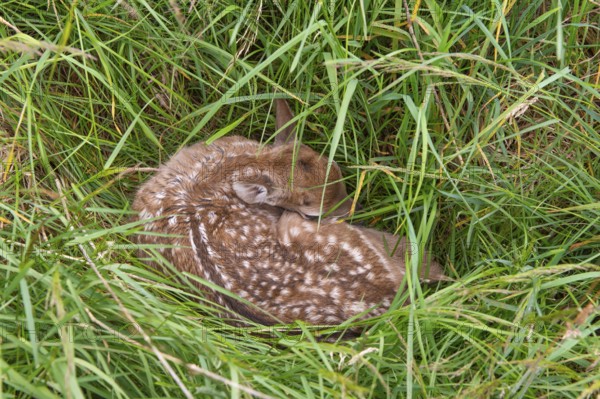 Fawn of a fallow deer (Dama dama) hidden in a meadow, Lower Saxony, Germany