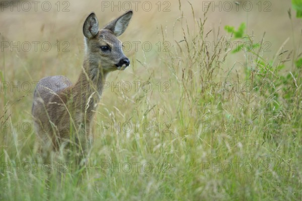 Fawn of a roe deer (Capreolus capreolus) in a meadow, Oldenburger Muensterland, Vechta, Lower Saxony, Germany