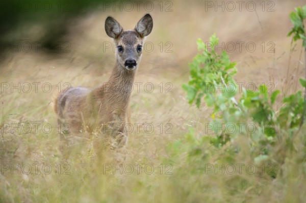 Fawn of a roe deer (Capreolus capreolus) in a meadow, Vechta, Lower Saxony, Germany
