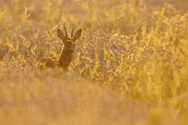 Roebuck (Capreolus capreolus) in the evening light, Vechta, Lower Saxony, Germany
