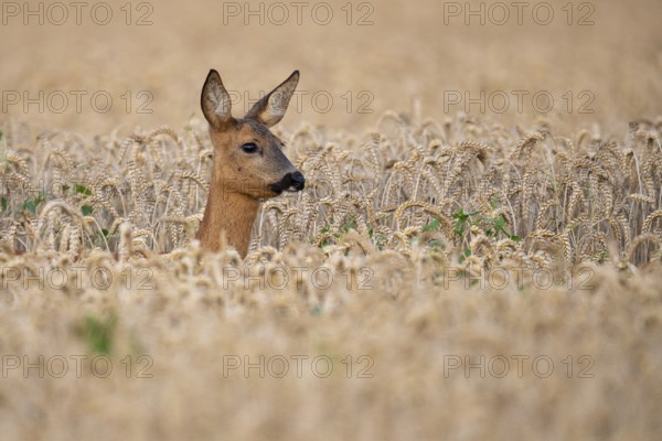 Doe, female, roe deer, (Capreolus capreolus) in wheat, Vechta, Lower Saxony, Germany