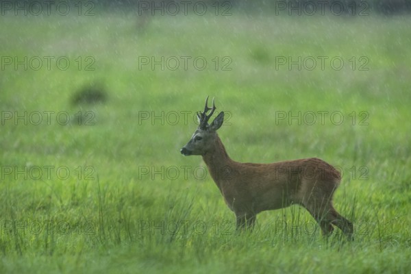 Roebuck (Capreolus capreolus) in the rain in a meadow, Vechta, Lower Saxony, Germany