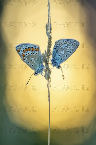 Blue butterfly (Polyommatus icarus), Goldenstedt moor, Goldenstedt, Lower Saxony, Germany