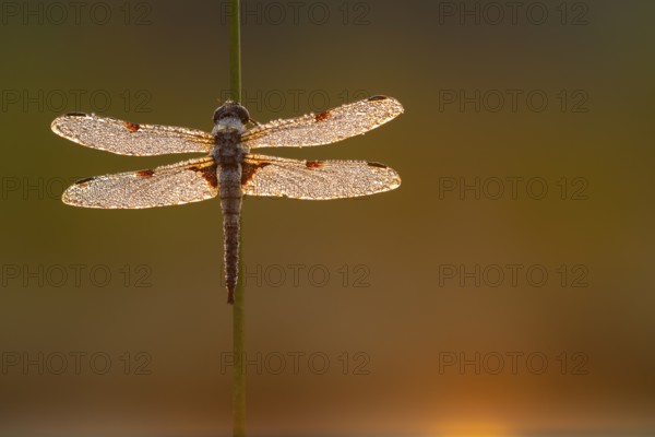 Four-spotted dragonfly (Libellula quadrimaculata) in the morning dew in the moor, Goldenstedter Moor, Vechta, Lower Saxony, Germany