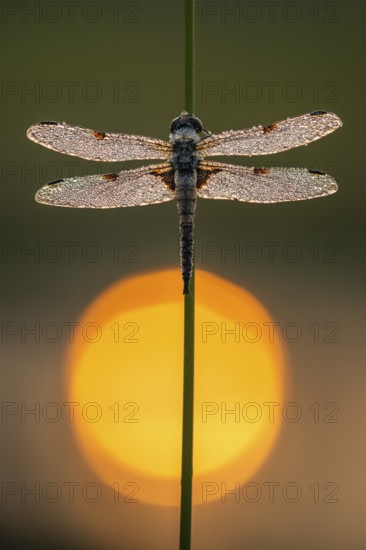 Four-spotted dragonfly (Libellula quadrimaculata) in the morning dew in the moor, Goldenstedter Moor, Vechta, Lower Saxony, Germany