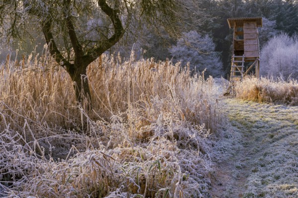 Winter hoarfrost at Ahlhorn fish ponds, high sitting, hunting, Ahlhorn fish ponds, Ahlhorn, Lower Saxony, Germany