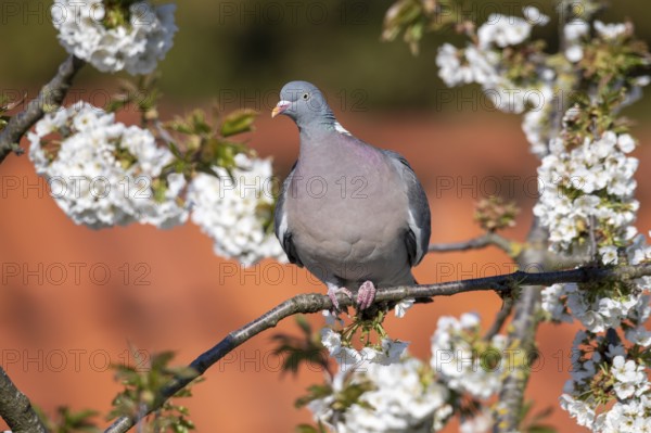 Woodpigeon (Columba palumbus) in a flowering cherry tree, Vechta, Lower Saxony, Germany