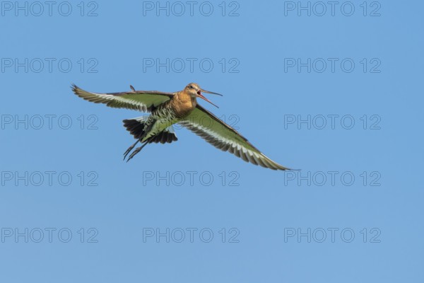 Black-tailed godwit (Limosa limosa) in flight, Lembruch, Lower Saxony, Germany