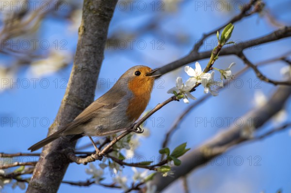 European robin (Erithacus rubecula), Vechta, Lower Saxony, Germany