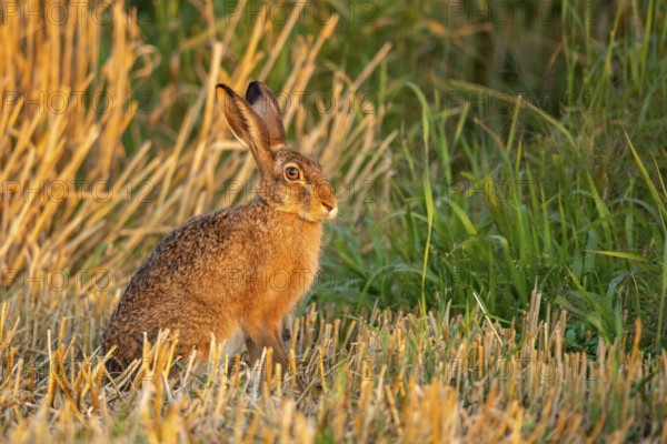 European hare (Lepus europaeus), Vechta, Lower Saxony, Germany