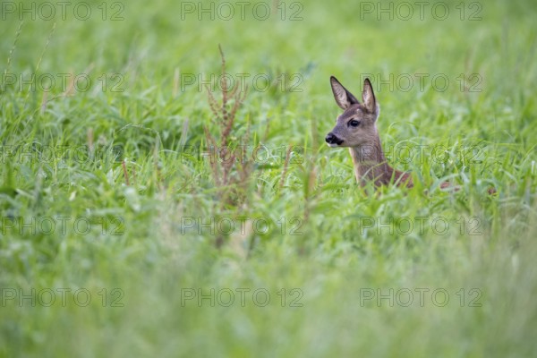 Roe deer, fawn (Capreolus capreolus), Vechta, Lower Saxony, Germany