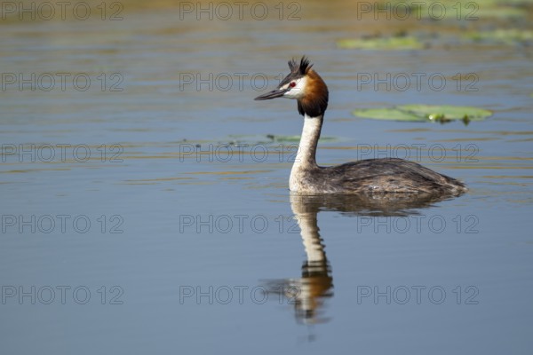 Great Crested Grebe (Podiceps cristatus), Lembruch, Lower Saxony, Germany