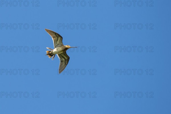 Common Snipe in mating flight, Lembruch, Lower Saxony, Germany