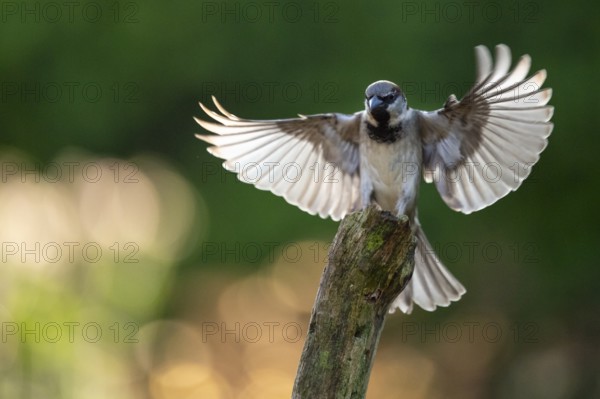House Sparrow (Passer domesticus), Vechta, Lower Saxony, Germany