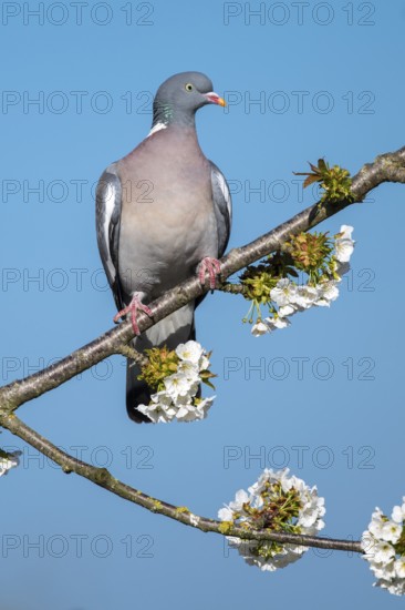 Woodpigeon (Columba palumbus) in a flowering cherry tree, Vechta, Lower Saxony, Germany