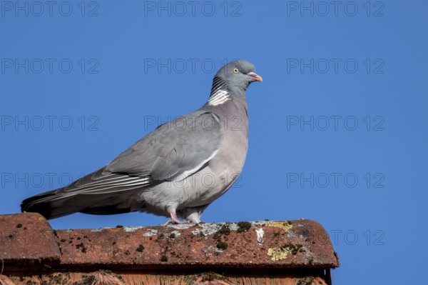 Woodpigeon (Columba palumbus), Vechta, Lower Saxony, Germany