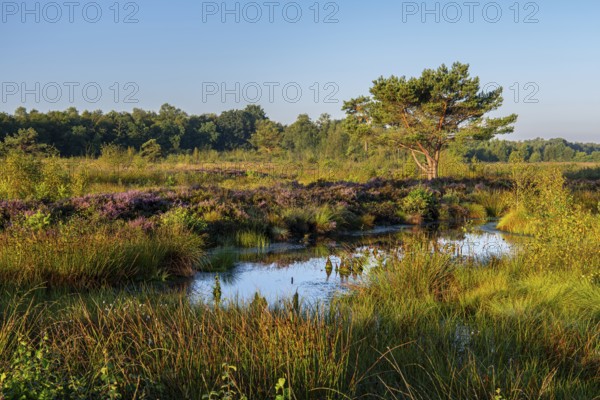 Venner Moor at heather blossom in late summer, Neuenkirchen-Vörden, Lower Saxony, Germany